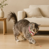 ChaseBeam Cat Collar™ Endless fun for your cat